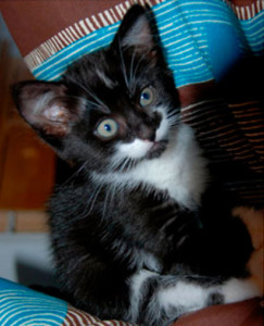 Santos Jean Francois Veterinaire Veterinaire Marseillan Chat 27