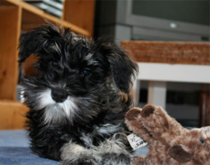 Santos Jean Francois Veterinaire Veterinaire Marseillan Img1 04