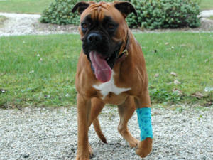 Santos Jean Francois Veterinaire Veterinaire Marseillan Img10 24