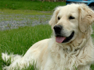 Santos Jean Francois Veterinaire Veterinaire Marseillan Img11 23