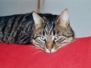 Santos Jean Francois Veterinaire Veterinaire Marseillan Img2 05