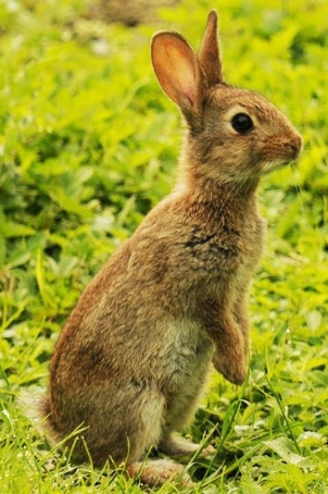 OC VET 34 Veterinaire Marseillan Lapin