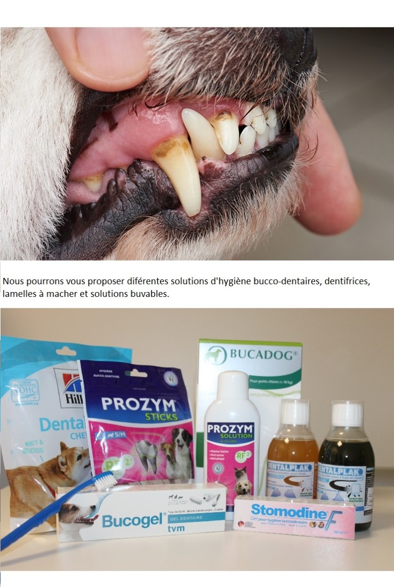 OC VET 34 Veterinaire Marseillan Dentisterie 4