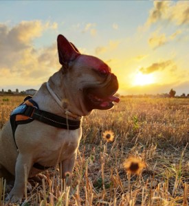 OC VET 34 Veterinaire Marseillan Itoo
